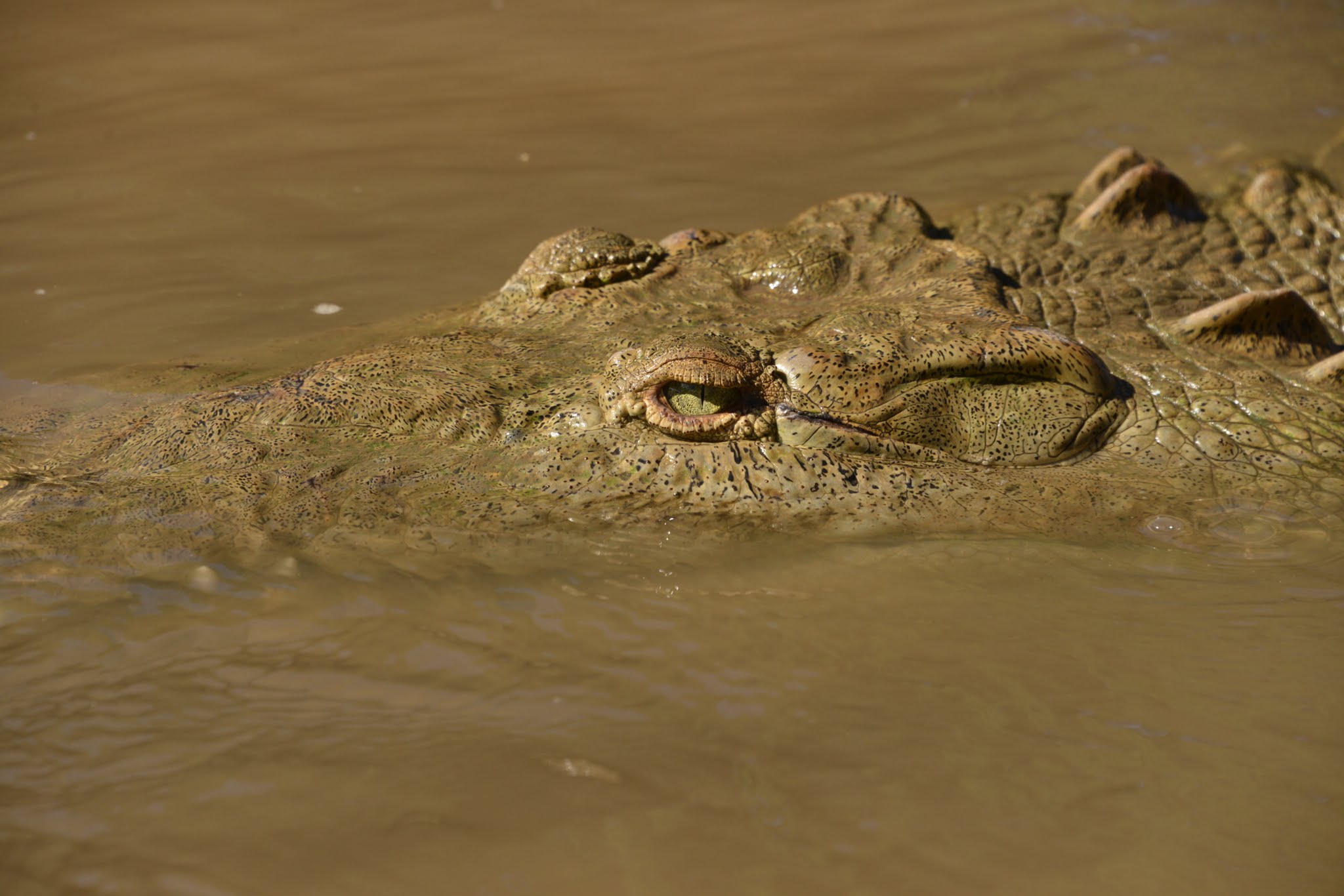 Crocodile Costa Rica 1