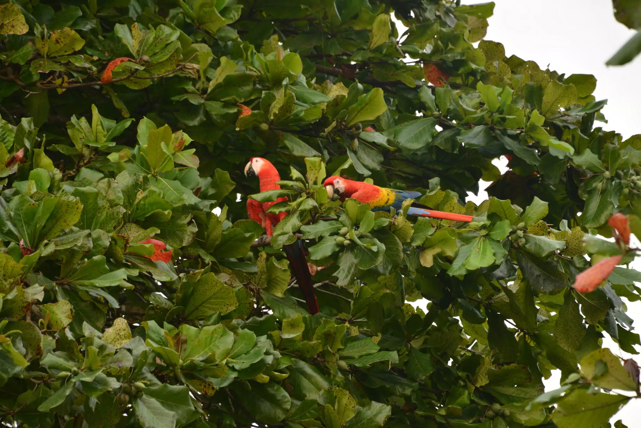 scarlet-macaw-costa-rica-4
