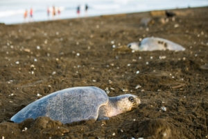 Plage Ostonial, pacifique, tortue