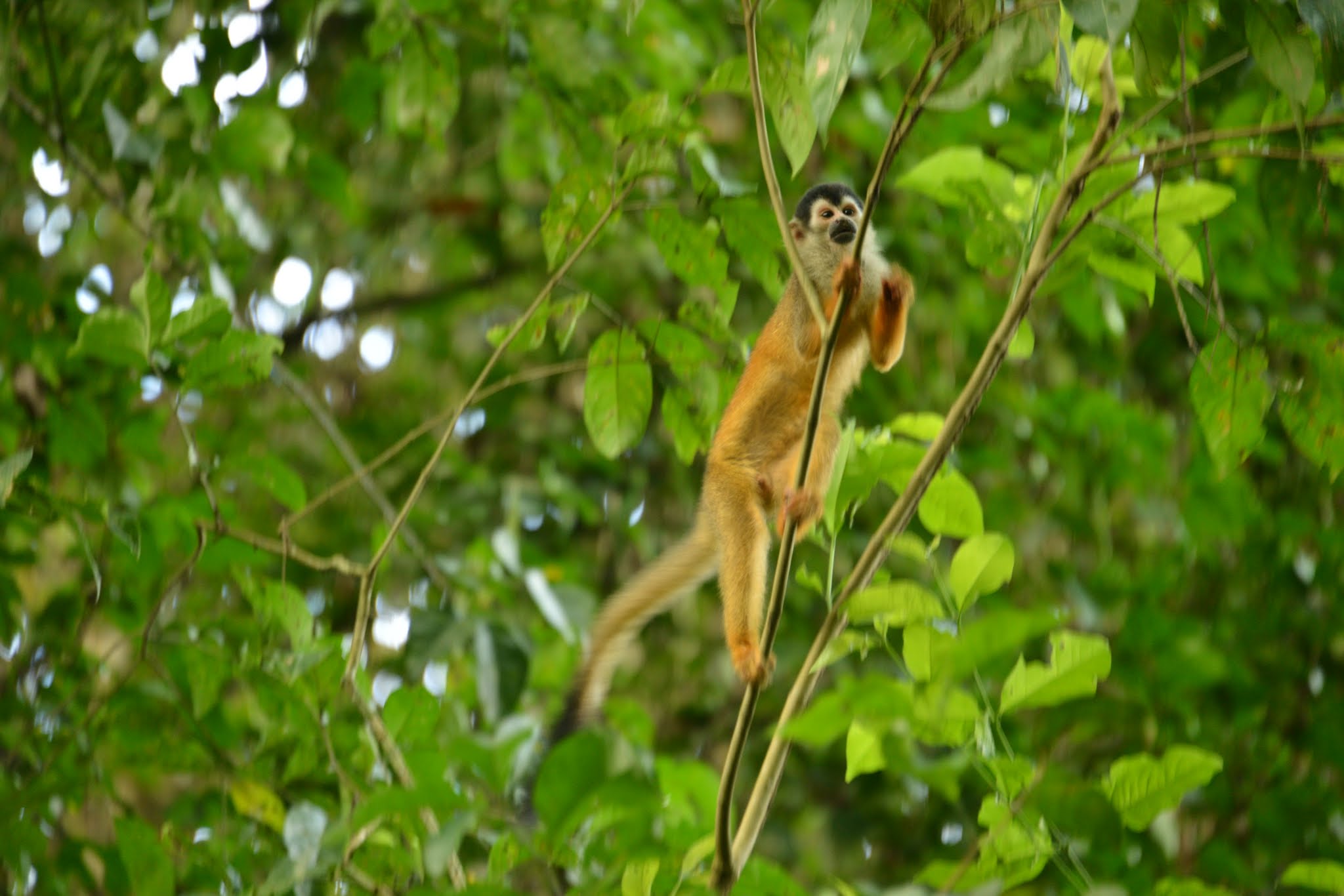 Singe Ecureil